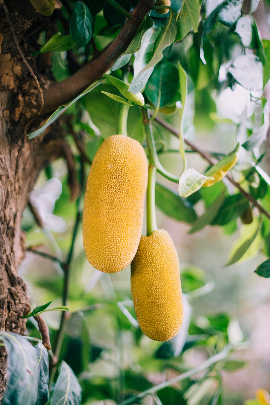 Wat is een jackfruit en waar kan je het voor gebruiken?